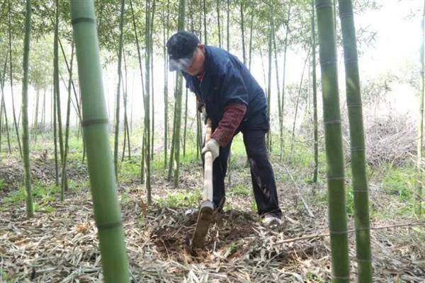 竹笋的种植方法