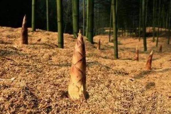 竹笋的种植方法