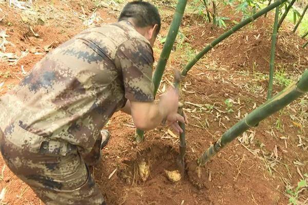 竹笋的种植方法