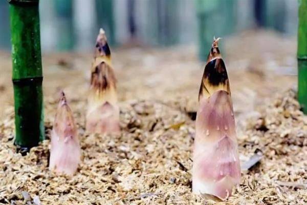 竹笋的种植方法
