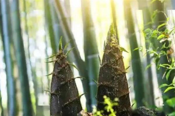 竹笋的种植方法