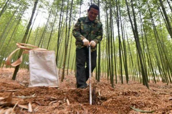 竹笋的种植方法