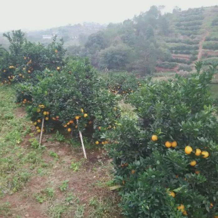 赣南脐橙种植技术
