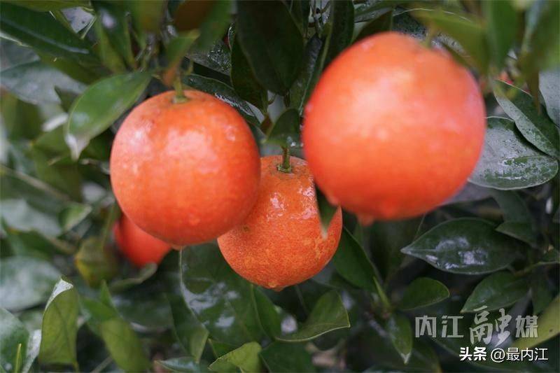 血橙种植技术
