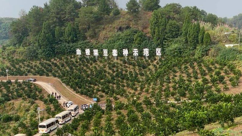 血橙种植技术