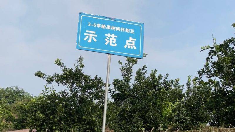 血橙种植技术