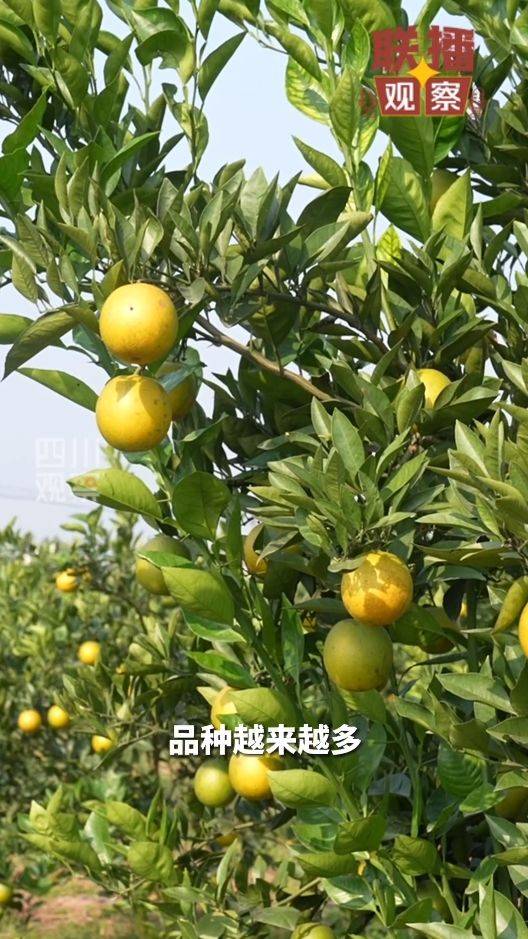 血橙种植技术