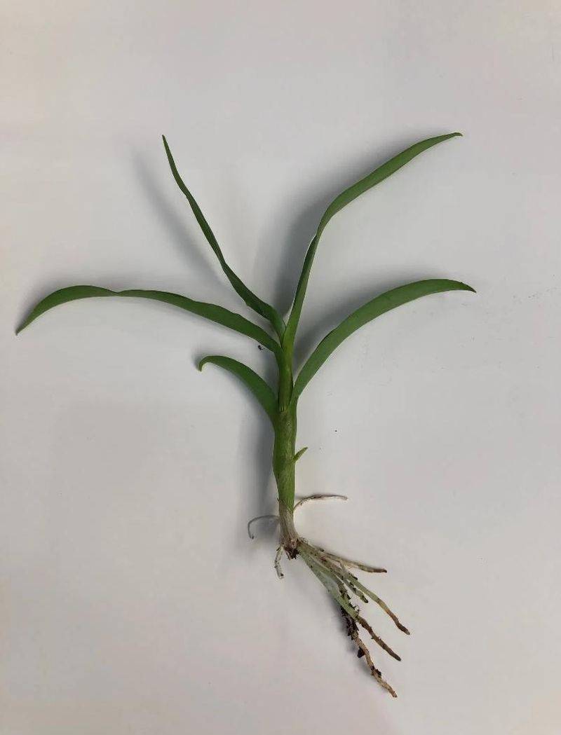 下载铁皮石斛种植技术