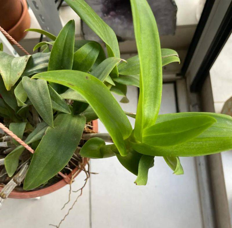 下载铁皮石斛种植技术