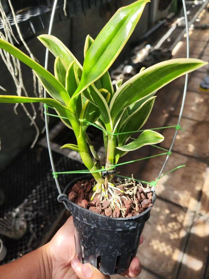 下载铁皮石斛种植技术