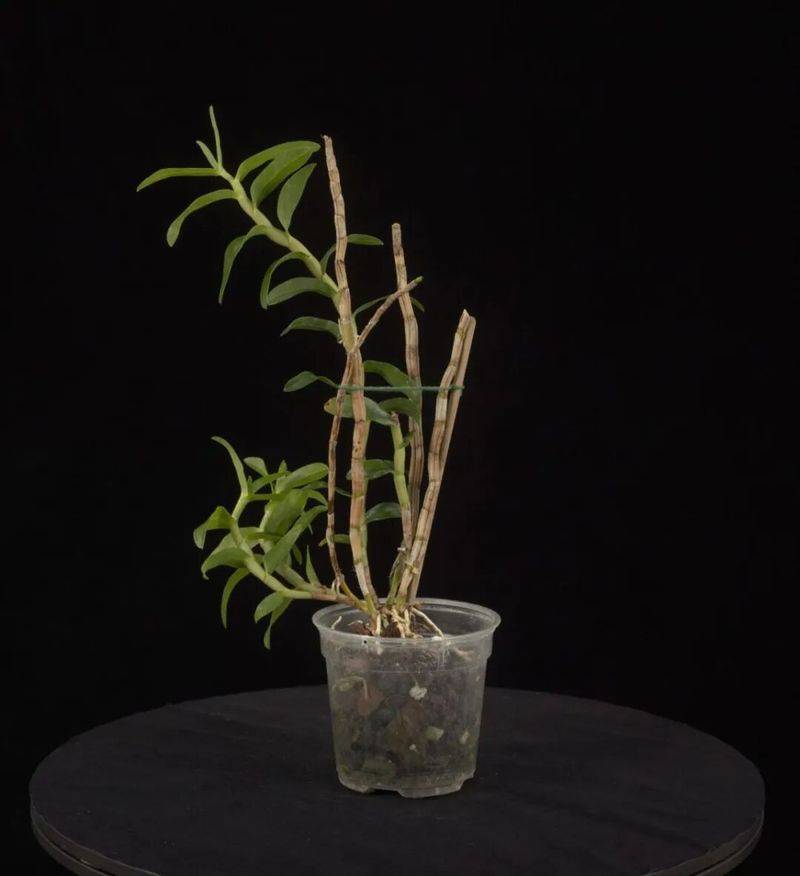 下载铁皮石斛种植技术