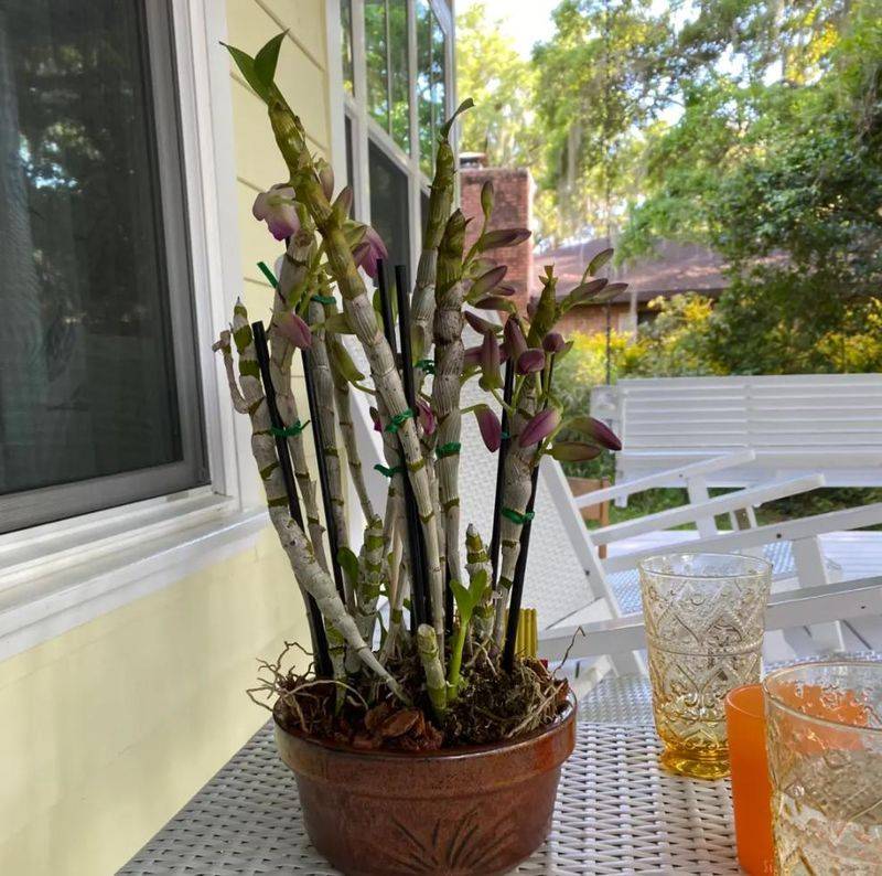下载铁皮石斛种植技术