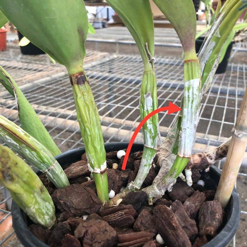 下载铁皮石斛种植技术