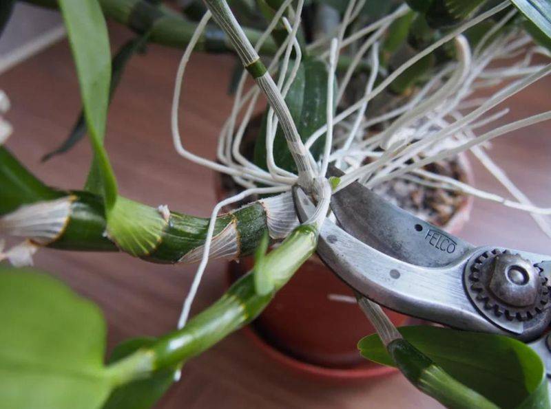 下载铁皮石斛种植技术