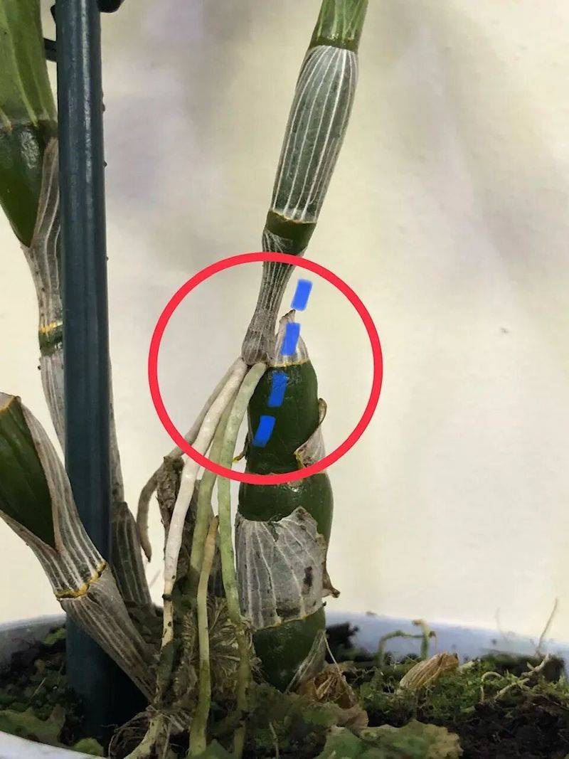 下载铁皮石斛种植技术