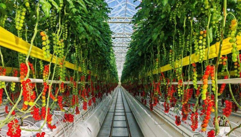 蕃茄如何种植技术