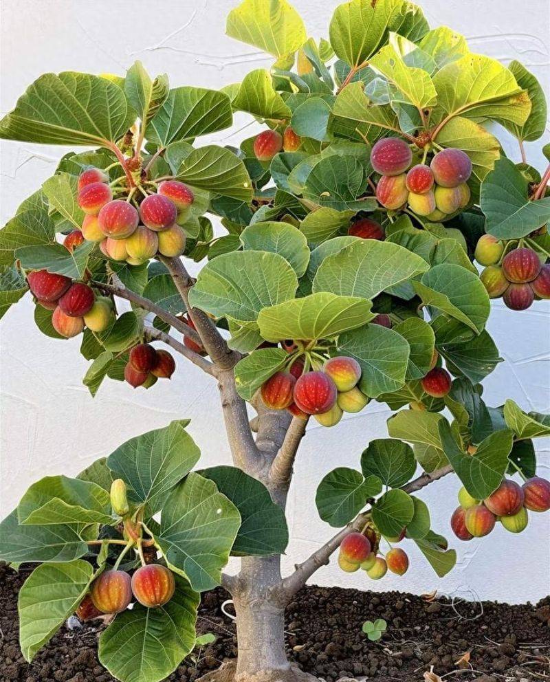 2026年贵州果树种植有那些新品种