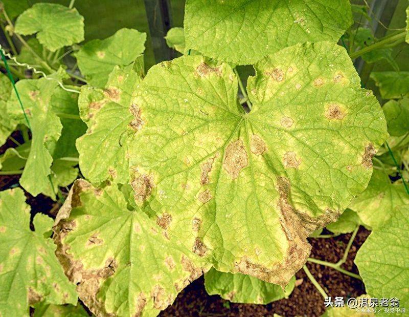 露地黄瓜种植技术
