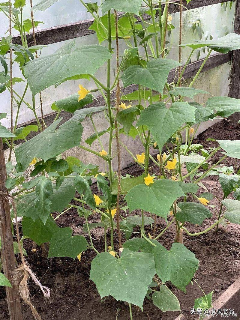 露地黄瓜种植技术