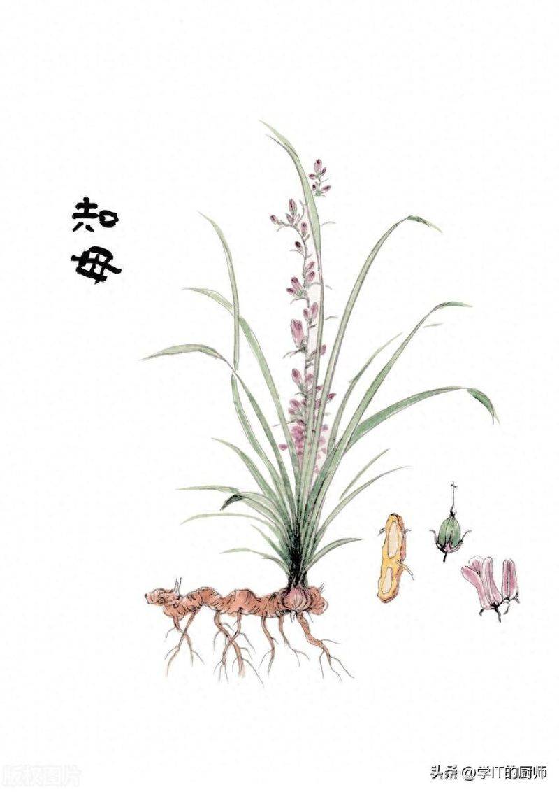 下载铁皮石斛种植技术