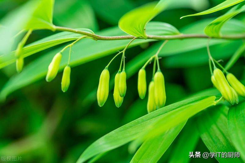 下载铁皮石斛种植技术