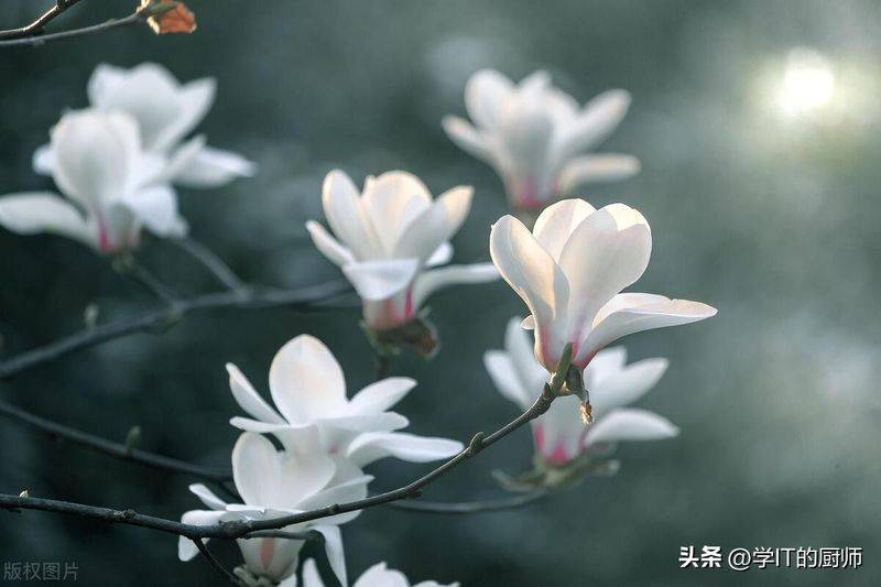 下载铁皮石斛种植技术