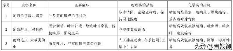 葡萄的种植技术
