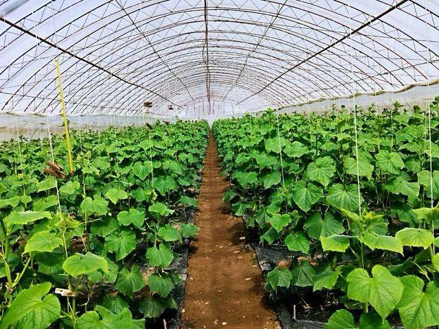 露地黄瓜种植技术