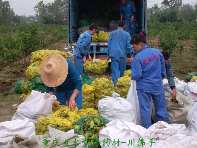 几种中药材种植技术