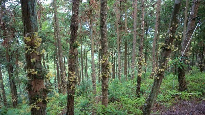 下载铁皮石斛种植技术