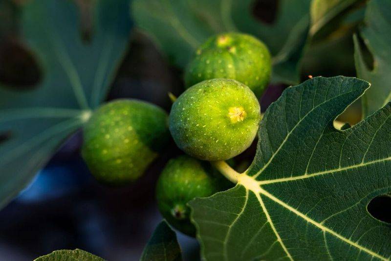 2026年贵州果树种植有那些新品种