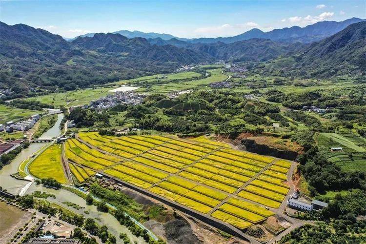 血橙种植技术