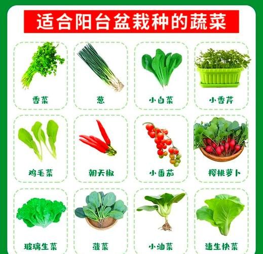 适合阳台种植的植物