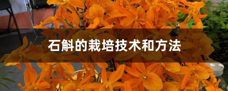 石斛的栽培技术和方法