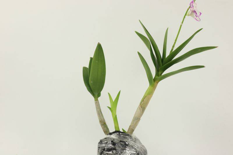 紫皮石斛的立体种植技术