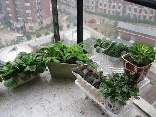 适合阳台种植的植物