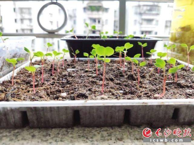 适合阳台种植的植物