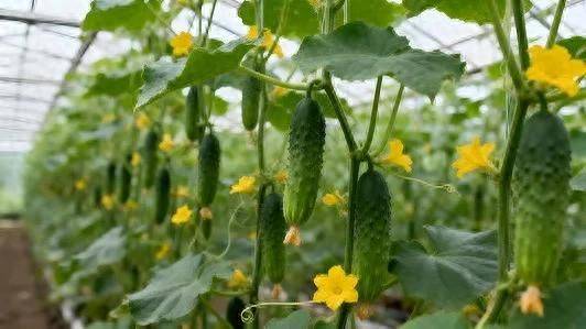 露地黄瓜种植技术
