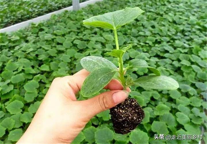 露地黄瓜种植技术