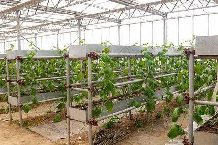 露地黄瓜种植技术