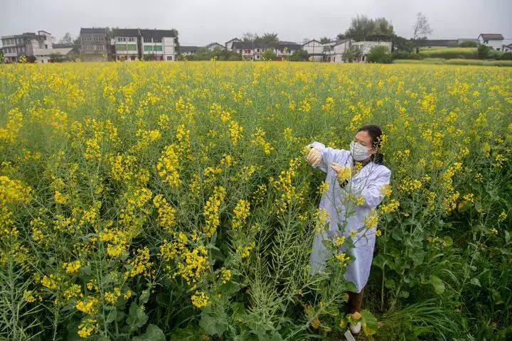 油菜籽种植技术