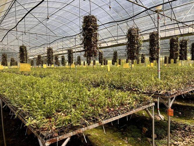 下载铁皮石斛种植技术