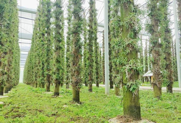 下载铁皮石斛种植技术