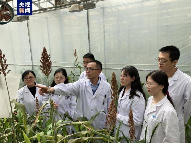 油菜籽种植技术