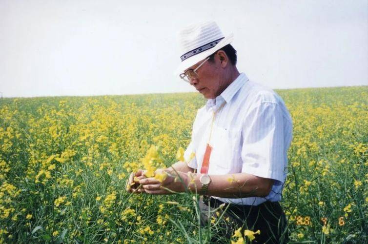 油菜籽种植技术