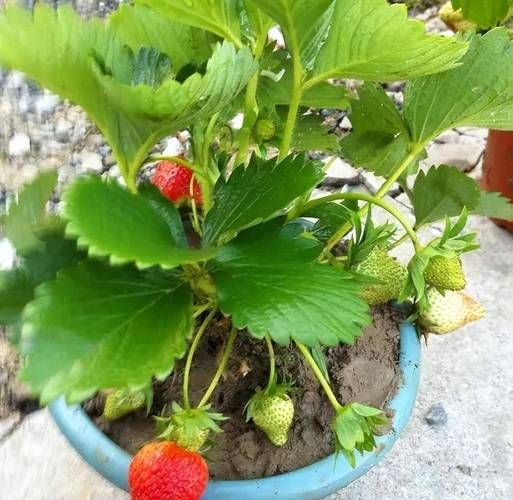 适合阳台种植的植物