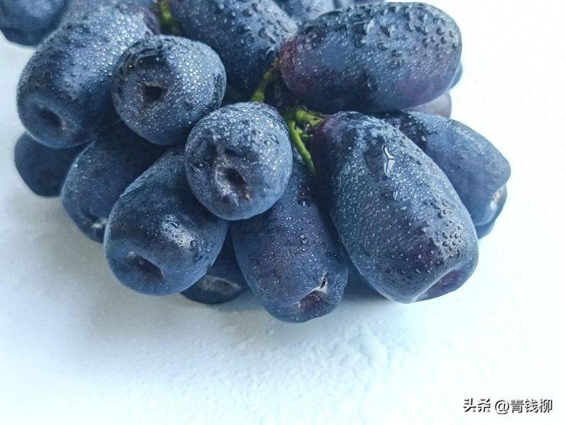 葡萄的种植技术