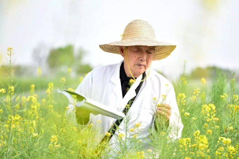 油菜籽种植技术
