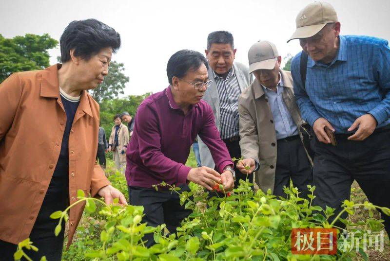 几种中药材种植技术