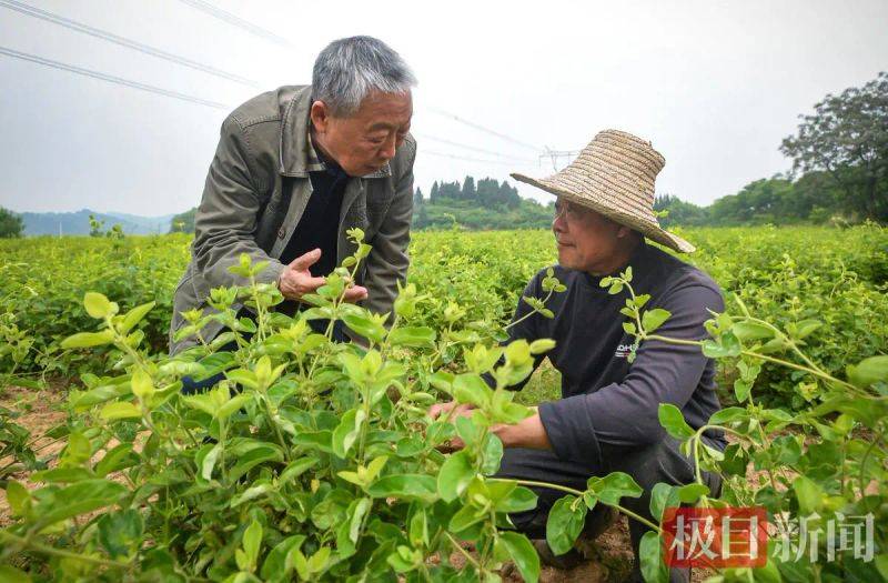 几种中药材种植技术